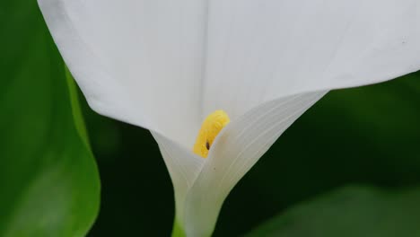 Insect-gathering-pollen-from-a-large-white-lilly-flower-in-summer