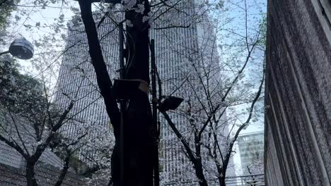 Sakura-trees-below-high-building-skyscraper-cherry-blossom-flowers-cityscape-sky-at-Yokohama-japan-downtown-daylight-walk-POV