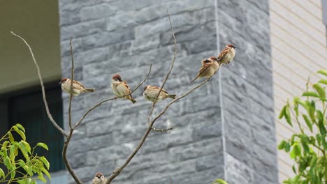 Flock-of-cute-Eurasian-tree-sparrows,-passer-montanus-perched-on-leafless-tree-branch-in-urban-habitat