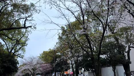 Closeup-shot-at-Sakura-trees-blooming-in-Japanese-city-of-Yokohama-street-walk