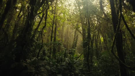 Amidst-the-jungle's-dense-and-verdant-foliage,-towering-trees-reach-for-the-sky,-while-faint-sunlight-filters-through-the-canopy-above