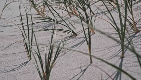 Gras-Wächst-Im-Sand-Der-Stranddüne,-Der-Im-Wind-Weht