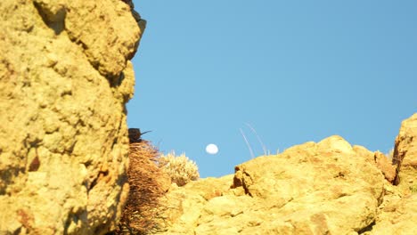 Yellow-color-rocks-and-Moon-behind-in-Tenerife,-reveal-motion-view