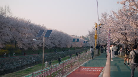 People-enjoying-day-in-Yangjae-Citizen-Forest,-admiring-beautiful-cherry-blossoms