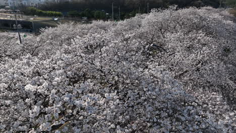 Aerial-view-of-tops-of-cherry-blossom-trees-in-Gyeongju,-South-Korea-on-a-road-called-Heungmuro-gil