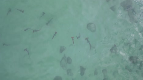 School-of-critically-endangered-Hammerhead-sharks-swimming-in-shallow-waters