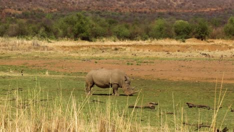 Handheld-shot-of-lone-white-rhino-grazing-in-wild,-Africa