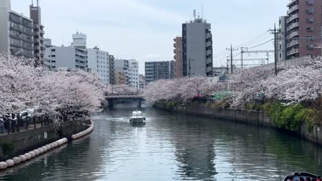 Boat-sailing-across-yokohama-japan-ookagawa-river-with-cherry-blossom-cityscape-modern-architecture