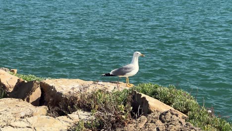 Seagulls-perch-on-the-rocky-coastal-shore-before-taking-flight,-symbolizing-the-avian-life-near-the-sea