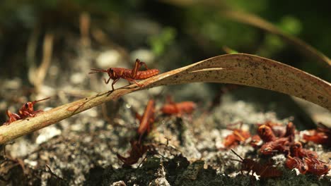 Freshly-molted-brown-orange-Eastern-Lubber-Grasshopper-nymphs-in-Florida-on-leaves-4k
