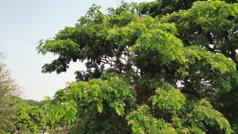 Flughunde,-Die-Von-Bäumen-Hängen,-Boten-In-Kolhapur-Einen-180-Grad-Blick