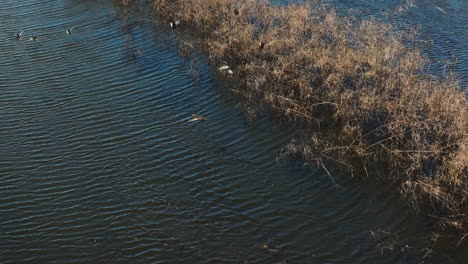 Ducks-Swimming-In-The-Lake-Flew-Away-After-Being-Startled-By-Drone