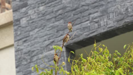 Eurasian-tree-sparrow,-passer-montanus-perched-on-leafless-tree-branch-in-urban-habitat