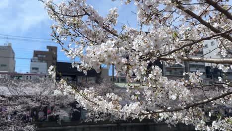 Weite-Skyline-Mit-Sakura-Bäumen-über-Japanischem-Zug,-Yokohama-Kirschblüten-In-Nahaufnahme,-Blütenblätter-Am-Ookagawa-Promenadenfluss,-Boote-Beim-Segeln