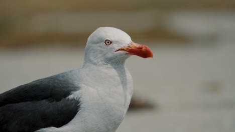 Closeup-Of-Dolphin-Gull-In-Ushuaia,-Argentina,-Patagonia