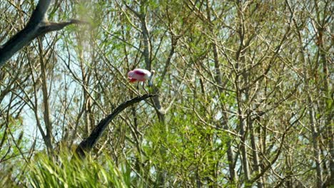 Roseate-spoonbill-perched-on-tree-branch-spreading-wings-with-forest-in-background-Florida-4k