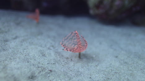 Sabella-Spallanzanii-hiding-between-the-Coral-Reef-of-the-Red-Sea-of-Egypt-haete-worms-in-the-family-Sabellidae