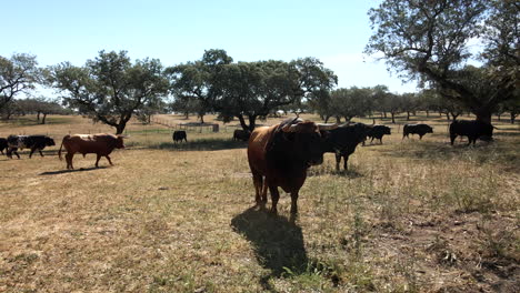 Imágenes-De-4.000-Drones-De-Un-Ganado-De-Toros-En-Un-Campo