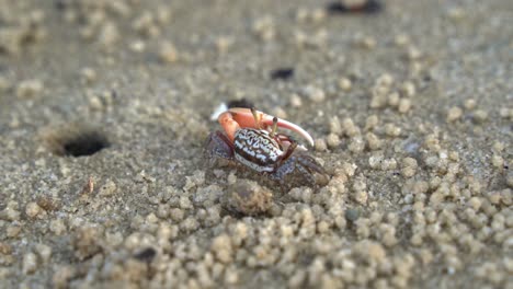 Wild-male-sand-fiddler-crab-in-its-natural-habitat,-foraging-and-sipping-minerals-on-the-tidal-flat,-feeds-on-micronutrients-and-creates-tiny-sand-balls-around-its-burrow,-close-up-shot