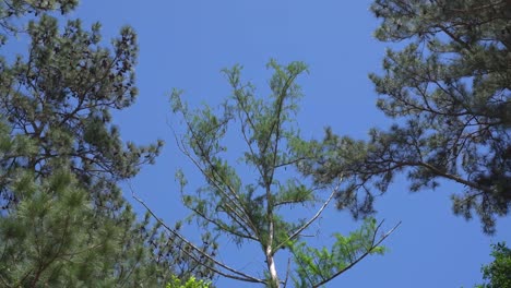 This-is-a-video-of-several-tall-trees,-swaying-in-the-wind,-with-clear-blue-skies-in-the-background