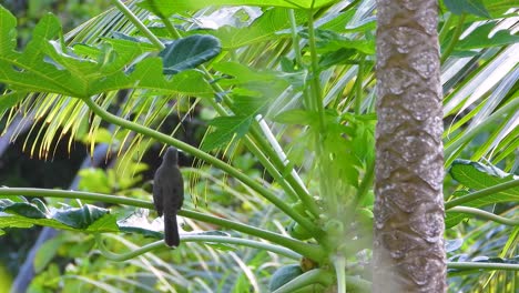 Wild-Bird-Eating-Leaves-While-Perching-On-A-Tree---Low-Angle-Shot