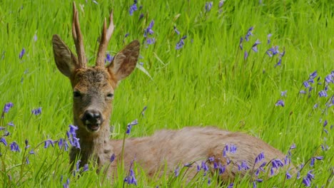 Junge-Männliche-Hirsche-Liegen-Im-Blumenfeld-An-Einem-Sonnigen-Tag-Im-Frühling-Und-Laufen-Weg