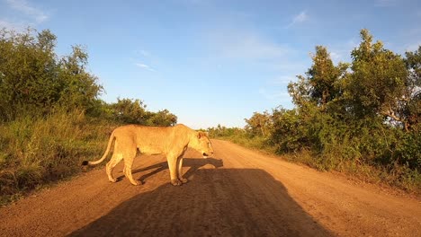 Una-Leona-Se-Mueve-Desde-El-Monte-Hacia-Un-Camino-De-Tierra-Delante-De-Un-Vehículo