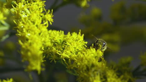 Gelbe-Goldrutenblüten-Mit-Herumkletternden-Hummeln-Auf-Der-Suche-Nach-Pollen