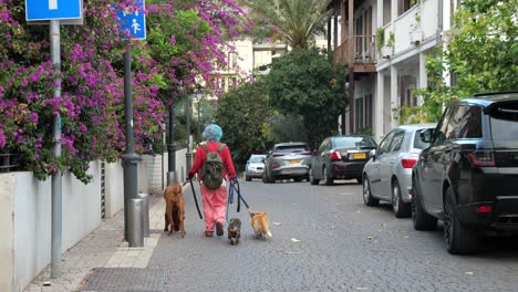 An-elderly-person-walking-dogs-away-on-a-peaceful-city-street-with-flowering-trees