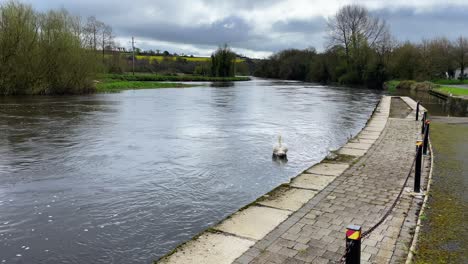 El-Río-Barrow-En-El-Muelle-De-Goresbridge-Con-Un-Cisne-Flotando-Río-Abajo-En-Primavera