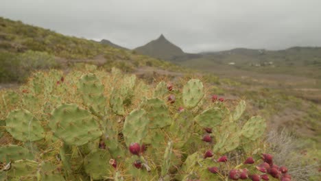 Feigenkaktus-Pflanze-Mit-Reifen-Früchten-Wächst-In-Den-Bergen-In-Der-Trockenen-Landschaft-Von-Teneriffa-Im-Frühling,-Kanarische-Inseln,-Spanien