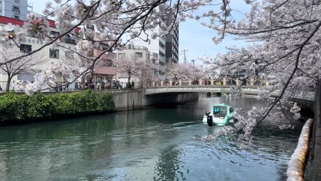 Boat-sails-at-ookagawa-promenada-Yokohama-river-cherry-blossom-sakura-trees-over-city-buildings,-bridge-crossing-japanese-water-landscape-cityscape