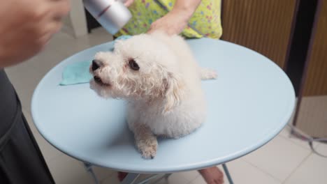Grooming-Drying-White-Toy-Poodle-Lying-On-Table-Using-Hair-Dryer-and-Comb,-Pet-Care-At-Home