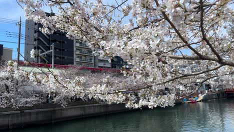 Sakura-Kirschblütenbäume-über-Der-Blauen-Ookagawa-Promenade-Am-Fluss-Yokohama-Blüht-In-Einem-Berühmten-Wahrzeichen