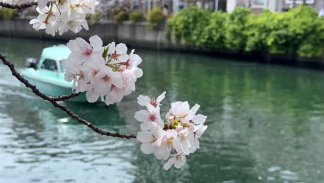 Primer-Plano-De-Flores-De-Cerezo-En-Flor-De-Sakura-Ondeando-Sobre-El-Río-Azul-Barco-Navegando-Japón-Yokohama-Ookagawa-Río-Ooka