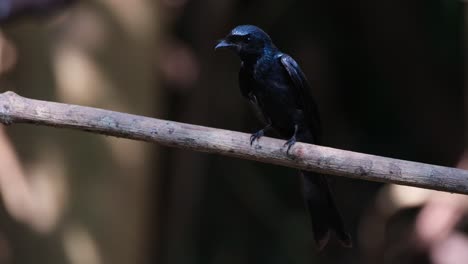 Mirando-A-Su-Alrededor-Y-Hacia-Abajo-Moviendo-Sus-Alas-Rápidamente,--bronceado-Drongo-Dicrurus-Aeneus,-Tailandia