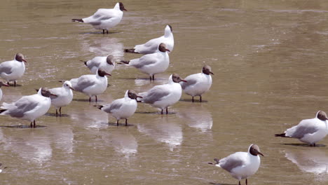 Standing-in-the-muddy-waters-of-an-estuarine-coastal-area,-different-species-of-seagulls-are-wading-and-some-are-flying-of-the-waters-in-bangpho,-Samut-Prakan,-in-Thailand