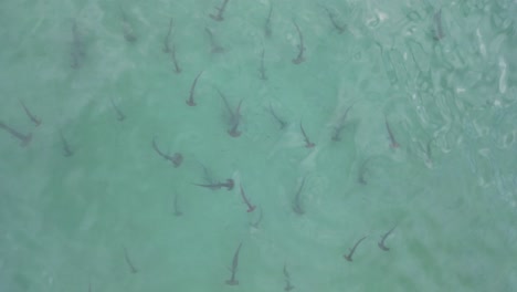A-school-of-juvenile-Hammerhead-sharks-hunting-for-prey-in-the-shallow-ocean-water