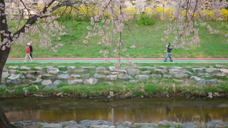 Menschen-Gehen-Am-Yangjae-Citizen-Forest-Stream-Entlang,-Blick-Durch-Kirschblüten