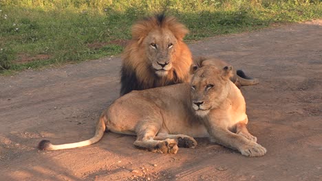 A-large-male-lion-with-a-dark-mane-next-to-a-lioness-during-courtship