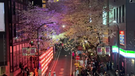 Nighttime-cityscape-bustling-colorful-vibrant-city-neon-japanese-town-people-buy-at-stores-walking-at-night-with-sakura-magenta-tree-cherry-blossom-flowered
