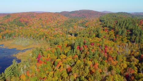 Toma-Aérea-De-Un-Bosque-De-Arce-Con-Coloridos-Colores-Otoñales-En-Montreal,-Canadá