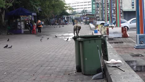 Langschwanzmakaken-Sitzen-Auf-Einer-Mülltonne-In-Der-Nähe-Der-Batu-Höhlen-In-Selangor,-Malaysia