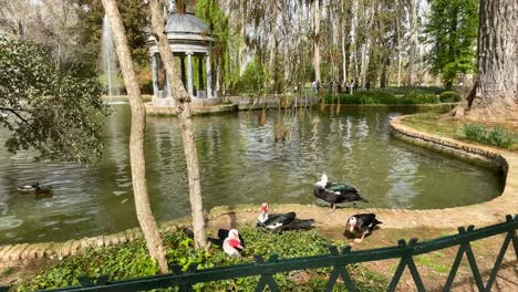 Hermoso-Estanque-De-Agua-Con-Chorros-Y-Una-Valla-Verde-En-Los-Jardines-De-El-Príncipe-Vemos-Un-Grupo-De-Patos-Con-Una-Máscara-Roja,-Un-Templo-De-Mármol-Azul-Y-Gente-Visitando-El-Parque-Por-Un-Día-En-Primavera