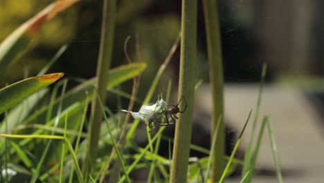 Araña-Cruzada-De-San-Andrés-Envolviendo-Una-Mantis-Religiosa-En-La-Web-Durante-El-Día-Soleado-Australia-Victoria-Gippsland-Maffra