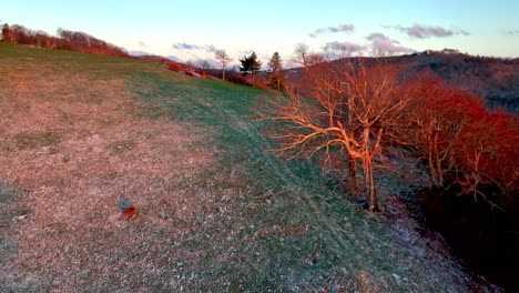 Ein-Baum-Bei-Sonnenaufgang-Mit-Frühlingsschnee-In-Der-Nähe-Von-Boone,-NC