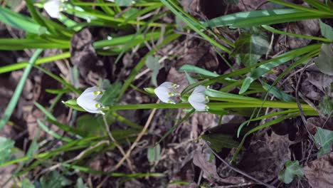 Märzenbecher,-Leucojum-Vernum,-Umgeben-Von-Vegetation-Und-Toten-Blättern