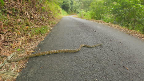 Serpiente-De-Alfombra-Grande,-Cruzando-Una-Carretera-Desierta,-Pitón-Australiano-También-Conocido-Como-Morelia-Spilota