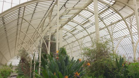 Interior-of-magnificent-Greenhouse-in-Glasnevin,-Dublin,-Ireland
