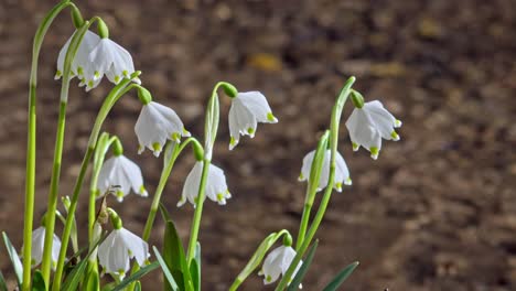 Spring-snowflakes,-leucojum-vernum,-on-a-river-bank-on-a-sunny-day-in-early-spring